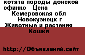котята породы донской сфинкс › Цена ­ 1000-3000 - Кемеровская обл., Новокузнецк г. Животные и растения » Кошки   